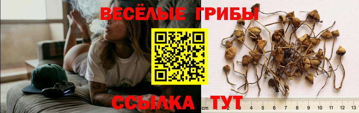 Псилоцибиновые грибы Psilocybine cubensis Лосино-Петровский